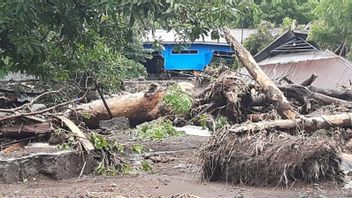 Kupang City Is Almost Paralyzed: Internet Access And Electricity Are Down, Lots Of Fallen Trees Cover The Roads