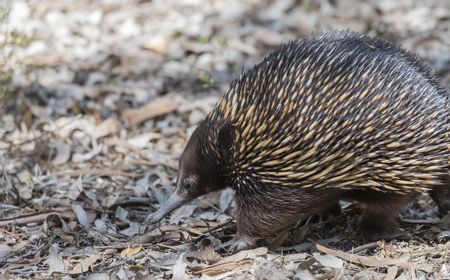 Kebun Binatang di Sydney Perkenalkan Ekidna yang Langka