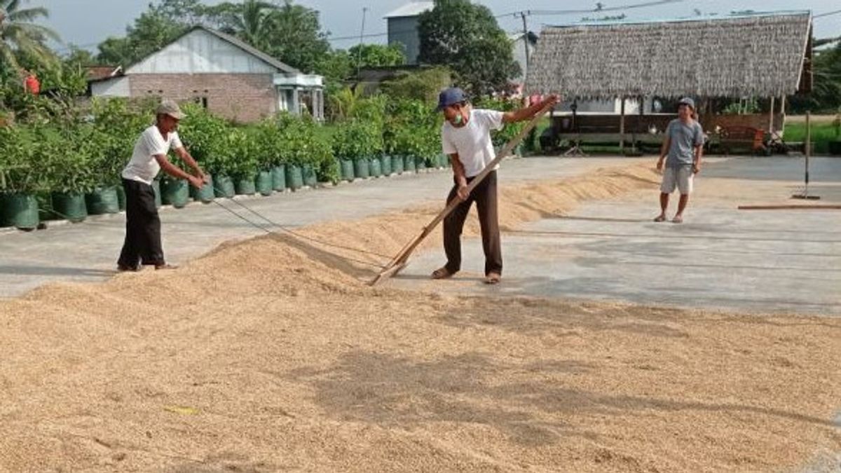 Dua Bulan Terakhir, Harga Gabah di Lebak Tembus Rp7.500 per Kg