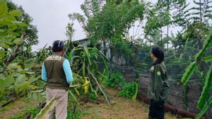 3 Kecamatan di Agam Sumbar Laporkan Konflik Harimau, BKSDA: Berulang Kali Terjadi
