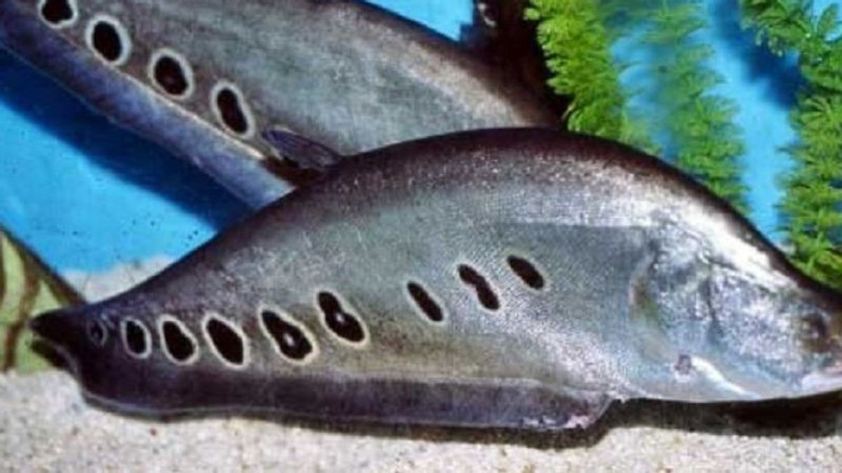 Warga Jambi Perlu Tahu, Status Ikan Belida Langka dan Dilindungi Tak Bisa Dijual