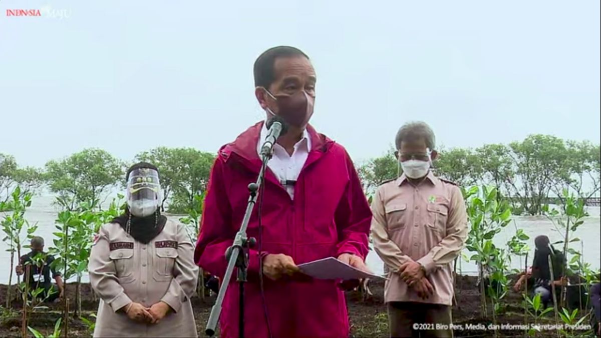 Plantation De Mangroves à Bengkalis, Jokowi: La Réhabilitation Continuera D’être Faite Dans Tout Le Pays