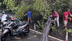 Blown In The Wind During Heavy Rain, Big Tree Next To South Jakarta Metro Police Falls