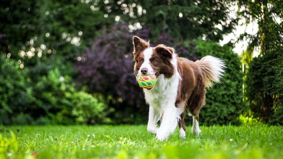 Dog Owners In Tel Aviv Must Register Dog DNA With City Government