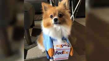 Fitur Baru, FedEx Foto Paket di Depan Rumah untuk Buktikan Barang Sudah Sampai