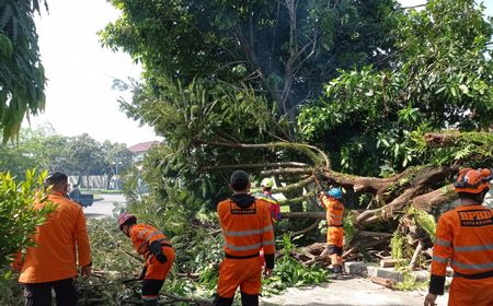 Pohon Tumbang di Bogor Menimpa Mobil dan Motor, 8 Orang Luka-luka