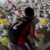 Hilirisasi Jadi Solusi Jangka Panjang untuk Perkuat Peternak Rakyat