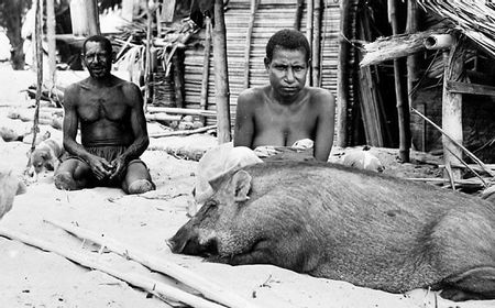 Kesakralan Pesta Babi di Ujung Timur Indonesia