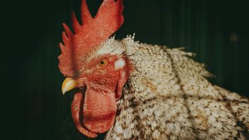 Le poulet coulant à une heure de la nuit selon les Javanais