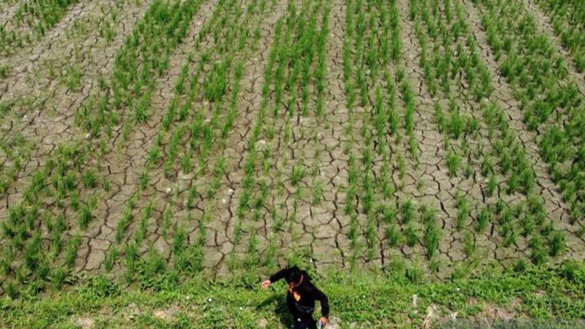 ブカシ県政府は干ばつ緊急対応期間を9月末まで延長