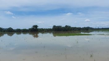 Terendam Banjir, 1.090 Hektare Padi di Aceh Timur Terancam Gagal Panen
