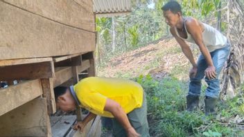 BKSDA Tak Temukan Bekas Cakaran, Jejak Kaki dan Kotoran Satwa Liar di Lokasi Hilangnya 3 Ekor Anjing Milik Warga Agam