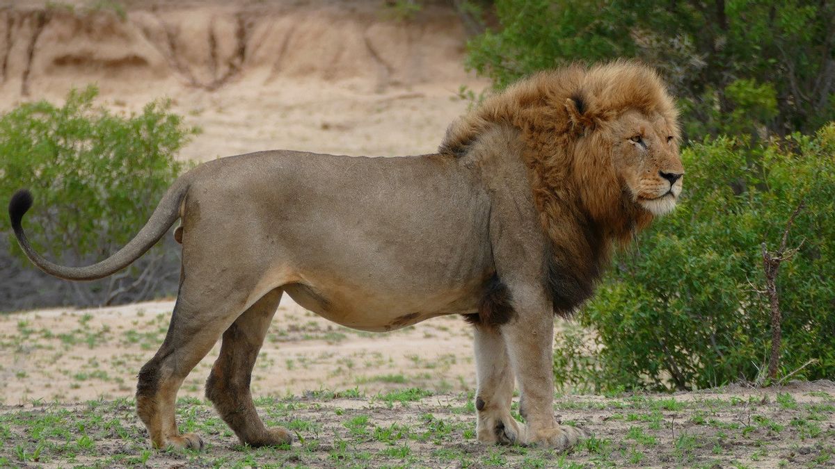 Pet Lion Gets Loose on Pakistani Highway and Causes Traffic Jam, Owner Detained for Keeping in Residential Area