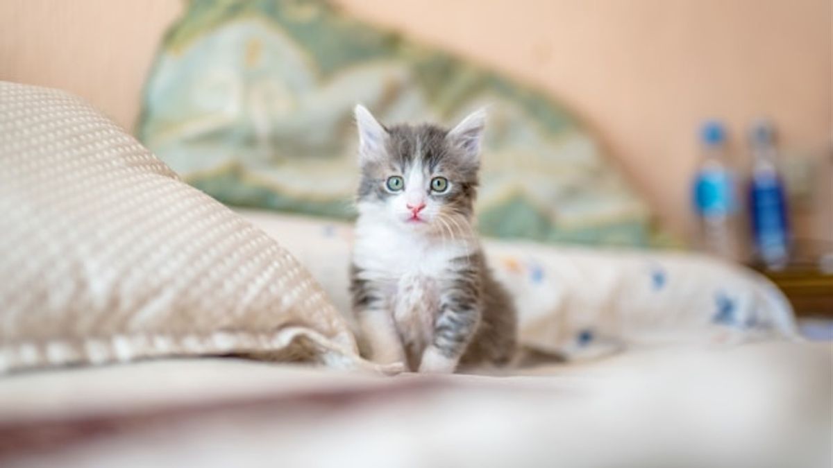 How To Remove The Smell Of Cats In Mattress: Here Are Effective And Easy Steps