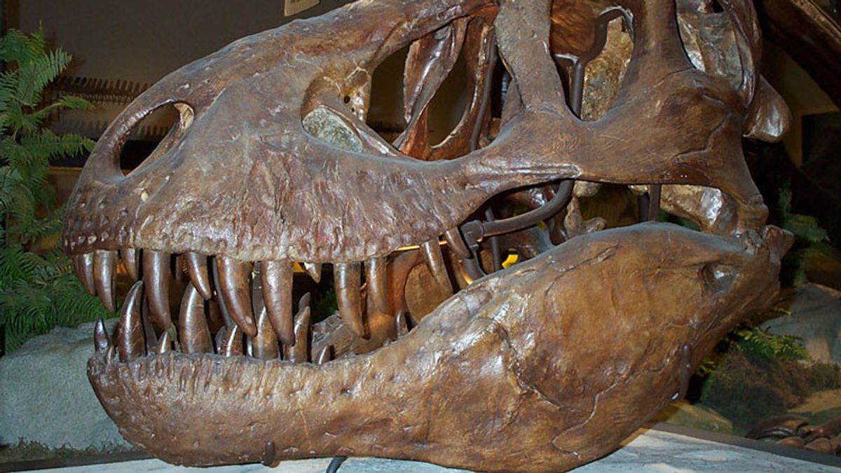 アルゼンチンの古生物学者は、現代の聴覚で8000万年前の化石発見を明らかにする