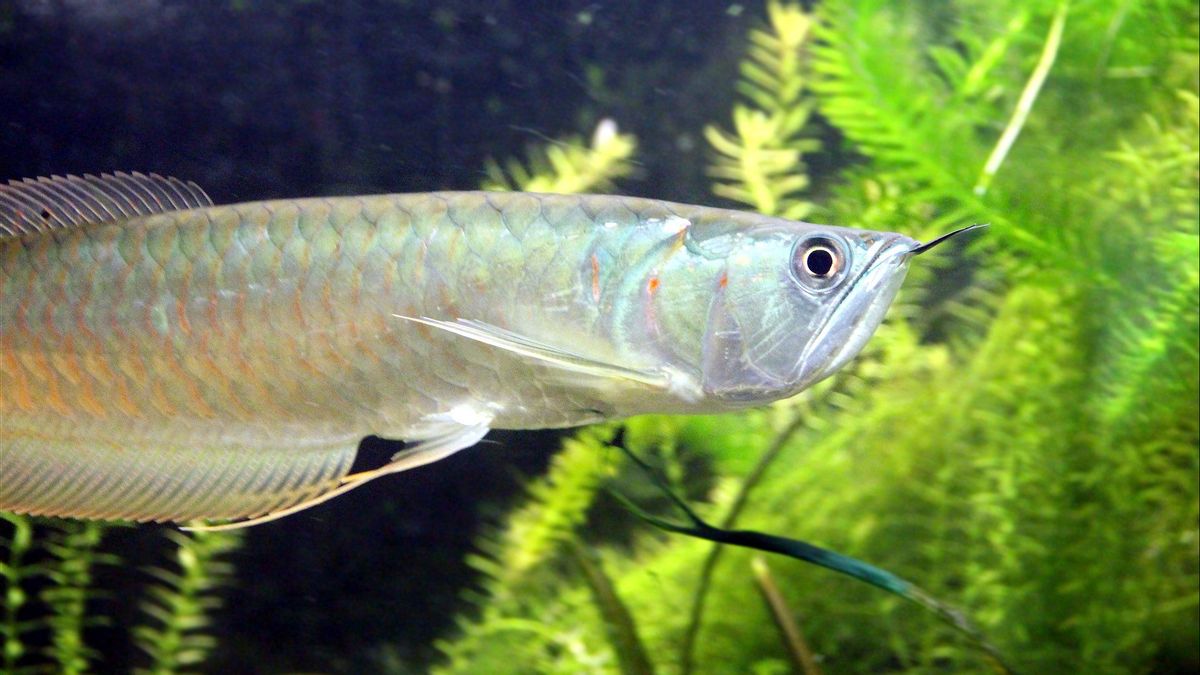 KKPは、保護された動物として入るために魚の20種類を決定します, その中でアロワナカリマンタン