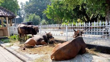 6 마리의 희생 동물이 자카르타 여행 스트레스를받습니다.