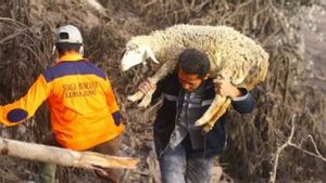 Dampak Letusan Semeru: 200 Hektare Pertanian Gagal Panen, Kopi hingga Padi Terancam Mati