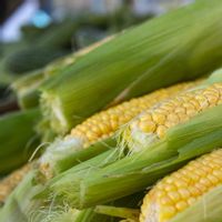 Genjot Produksi Jagung Nasional, Ewindo Luncurkan Varietas Baru Perkasa F1