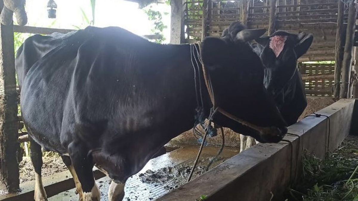 Dekan FKH UB Sebut Masyarakat Tetap Bisa Konsumsi Daging dan Susu Meski Muncul Wabah PMK Pada Ternak di Jatim