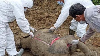 Seekor Anak Gajah Sumatra Ditemukan Mati di Dekat Perkebunan Warga Aceh Timur