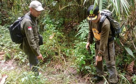 Perdana Sejak 1981 Dua Ekor Gajah Terlihat Lagi di Sijunjung Sumbar, BKSDA Ajak Warga Tak Lakukan Perburuan