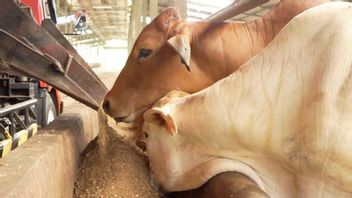 Provincial Government Ensures 12 Thousand Sacrificial Animals In West Papua Are LSD-Free