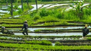 Contoh Modernisasi Bidang Pertanian untuk Mengolah Lahan, Simak Penjelasannya di Sini