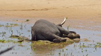 由于长期干旱,食物和水源减少,南非的大象受到威胁