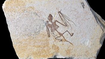 52 Million Years Old Fossil Found, Scientist: Steps Forward To Understanding Bat Evolution