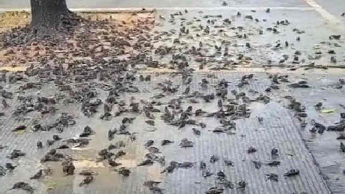 在西雷邦和贾尼亚尔突然死亡的成千上万的麻雀仍然是一个谜， 这绝对不是疾病的结果