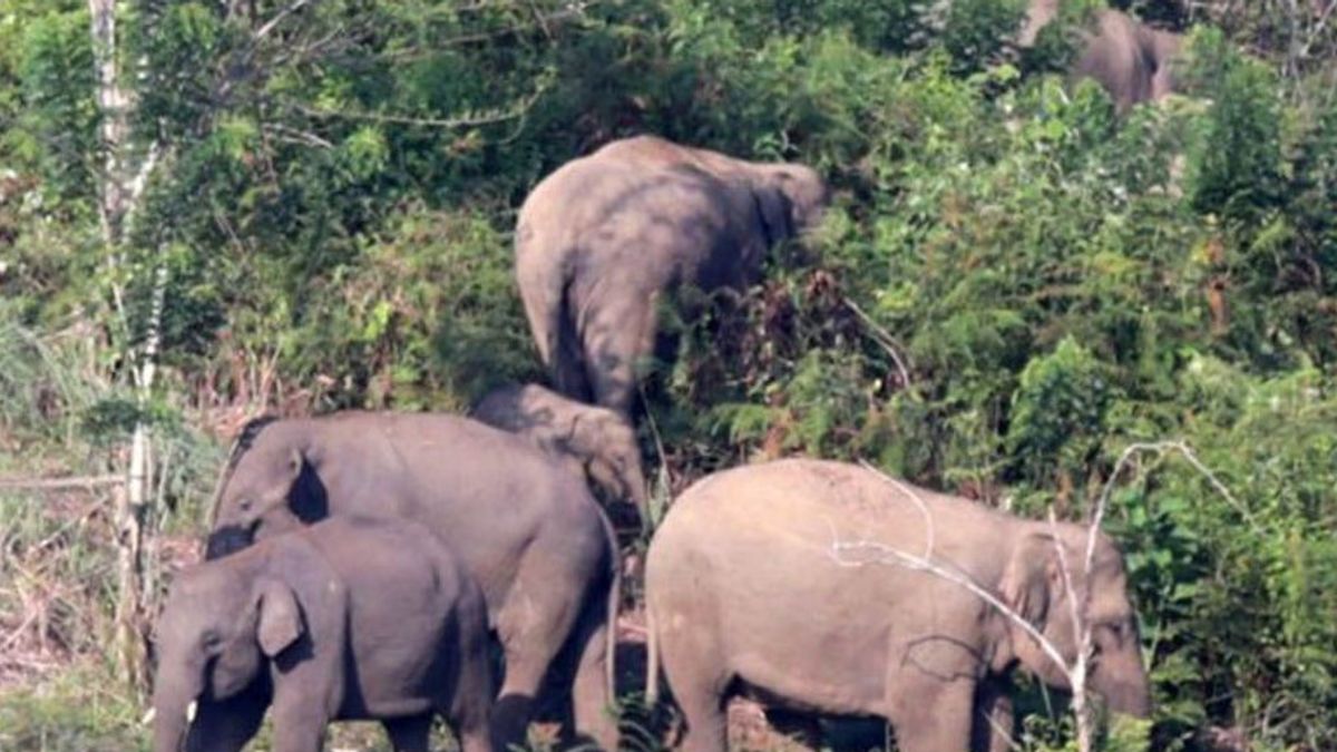 Herd Of Wild Elephants Damages The Gardens Of Residents Of 3 Villages In Pidie
