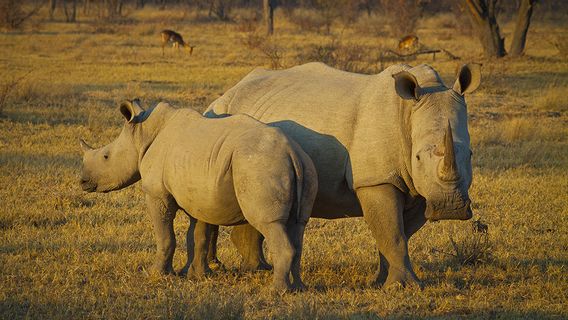 南非被Culanya捕获的犀牛狩猎在2023年上半年的情况有所下降
