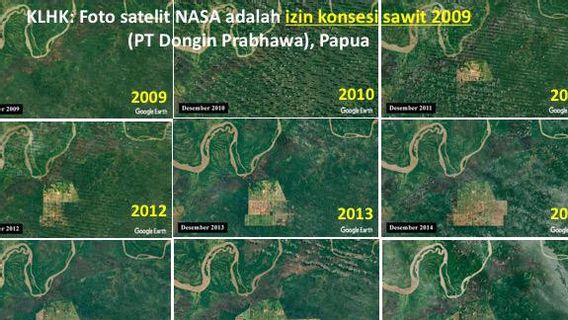 The Shocking Facts Behind The Photo Of Papua Forest From NASA Satellite: Palm Oil Permit From MS Kaban