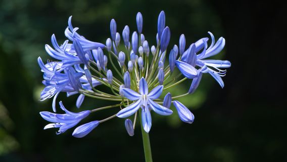 アガパサス植物は花を咲かせず、これらの5つのことが原因であることが判明