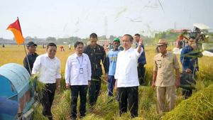 Panen Padi di Subang Capai 9 Juta Ton per Hektare, Jokowi: Saya Senang