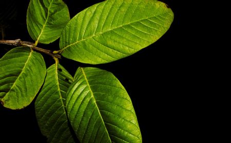 Mengenal Daun Kratom, Tanaman Herbal Beragam Khasiat yang Bisa Memabukkan