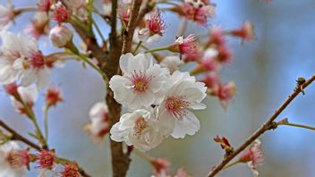 Otoritas Jepang Konfirmasi Dimulainya Musim Bunga Sakura