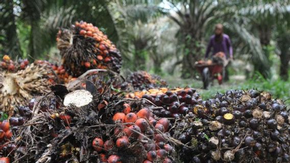In 2021 Loss Of IDR 1.4 Trillion, Palm Oil Company Owned By Conglomerate Peter Sondakh Finally Prints Profit Of IDR 17.47 Billion In 2022
