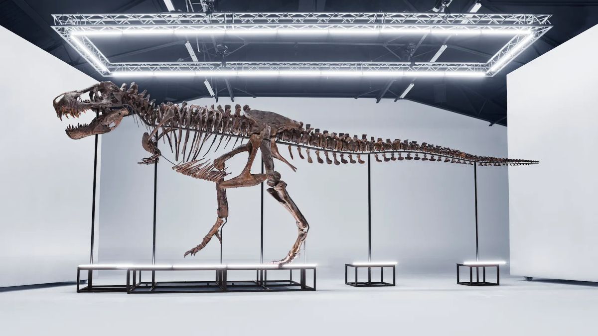 Rare T-Rex Dinosaur Original Framework To Be Auctioned In Switzerland This Month
