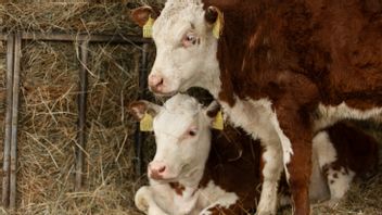 Characteristics Of Sick Sacrificial Animals: Beware Before Buying