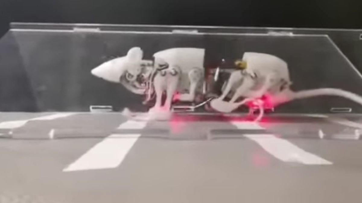 このユニークなマウスロボットは、自然災害から人間の命を救うことができます