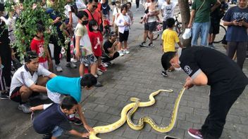Komunitas Reptil di Bali Beri Edukasi Masyarakat di Tengah Pelaksanaan CFD