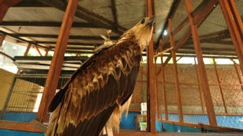 Detained By BKSDA, Traders In Central Sulawesi Pretext Selling Eagles For IDR 1 Million Through Facebook Because They Don't Understand The Law