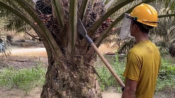 Palm Oil Entrepreneur Invites All Stakeholders To Prevent Forest And Land Fires