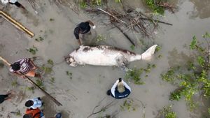 Dugong Dugon Ditemukan Tewas di TWAL Kupang