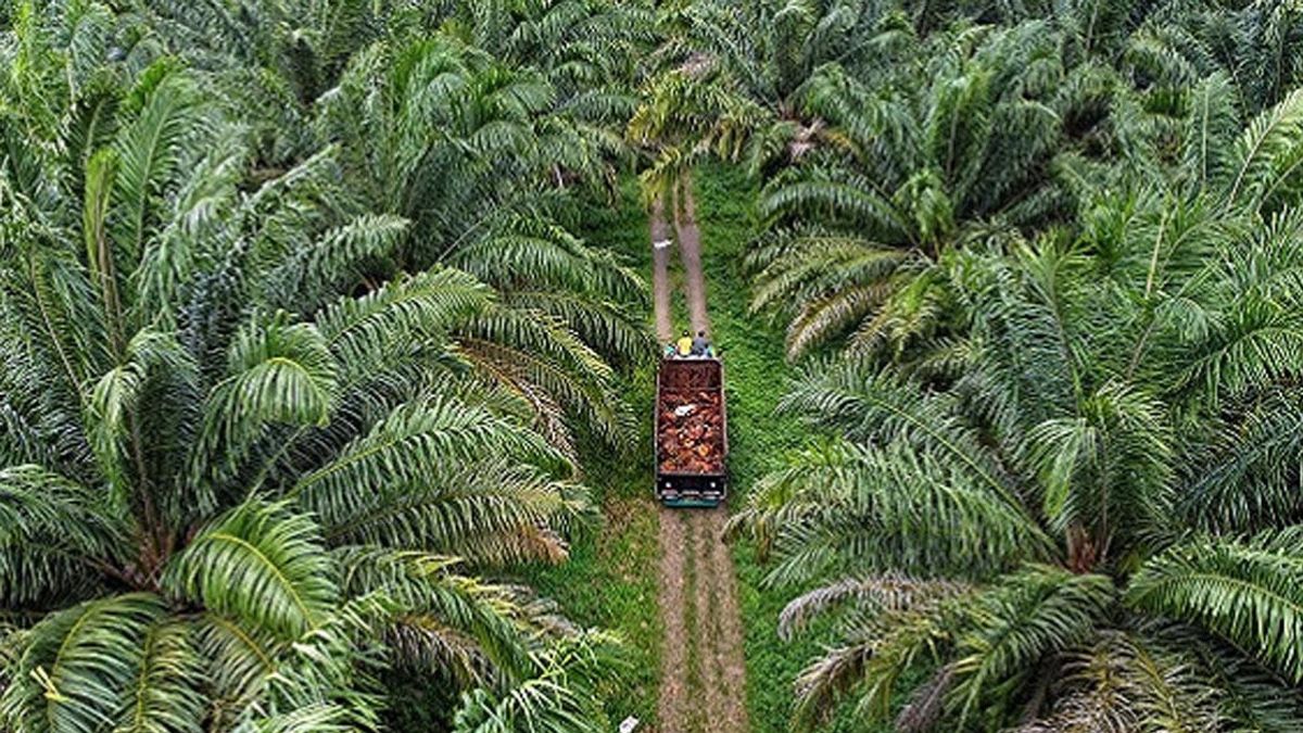 No New Palm Oil Permits, West Papua Provincial Government Emphasizes Protection of Indigenous Rights