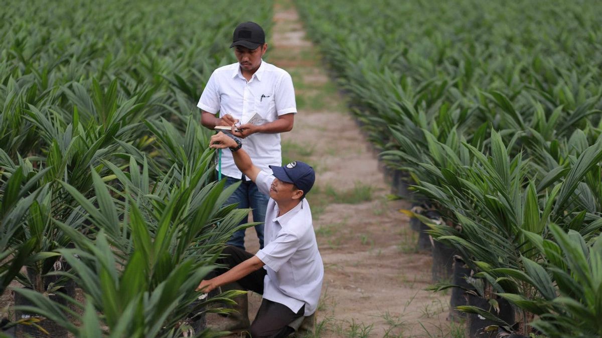 Realization Of PSR PalmCo Lampaui Target, Capai 20,145 Hectares Until September 2025