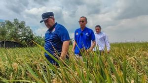 Produksi Padi di Jakarta Utara Turun akibat Banjir dan Hama