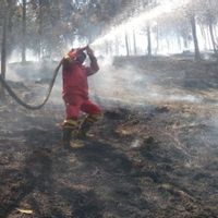 Ratusan Hektare Terbakar, Tim Gabungan Berjuang Jinakkan Api di Riau